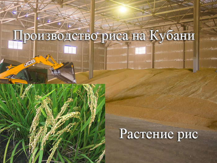 как растёт и как производят рис