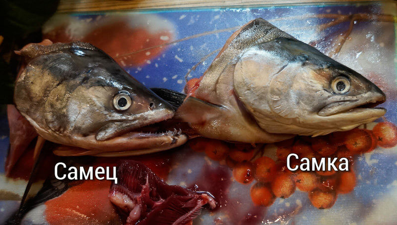 как засолить горбушу