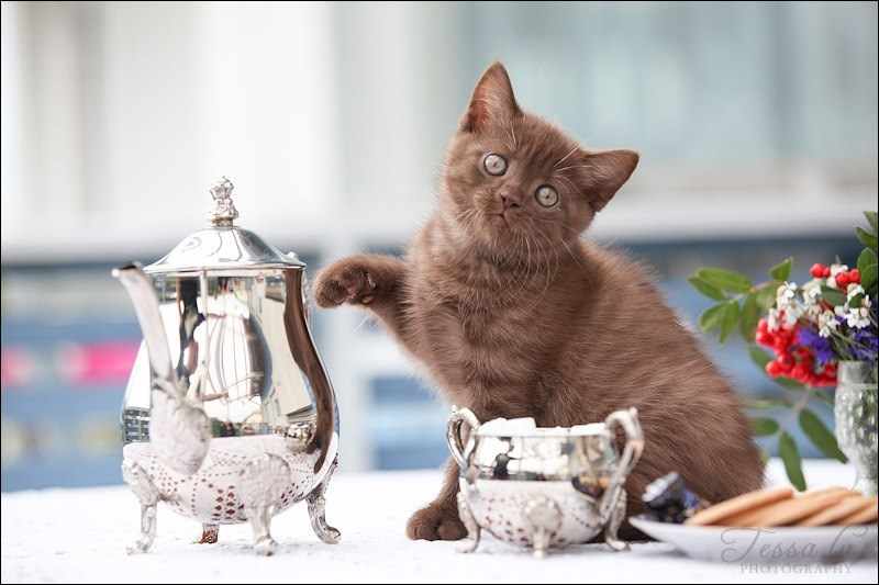кошка на столе сидит