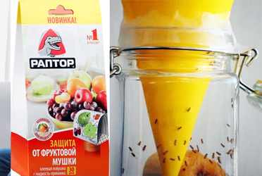 как избавиться от фруктовой мошки