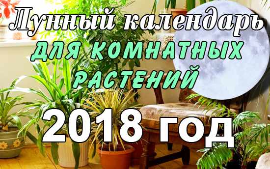 Лунный календарь для комнатных цветов на 2018 год
