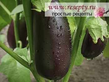 Сорта баклажан - без хлопот!