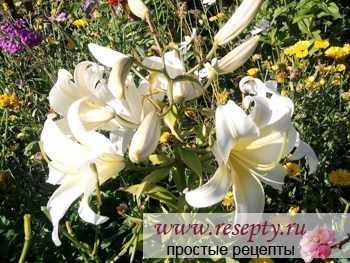Как сажать лилии.