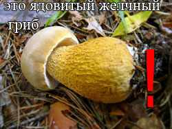 ядовитый желчный гриб