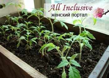 Рассада помидоров (томатов)