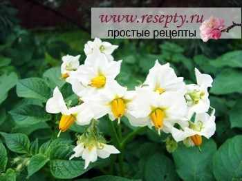 Как избавиться от проволочника на картошке?
