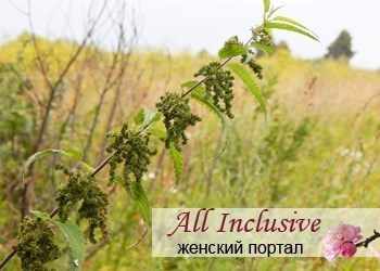 Крапива - удобрение и дезинфектор