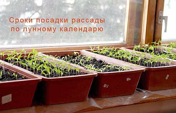 когда сажать рассаду