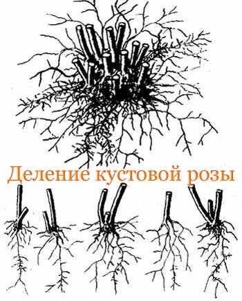 деление кустовых роз
