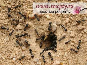 Как избавиться от муравьев?