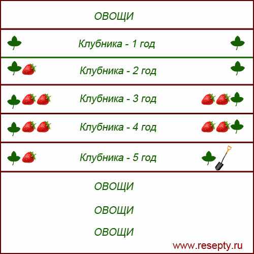 посадка клубники секторами