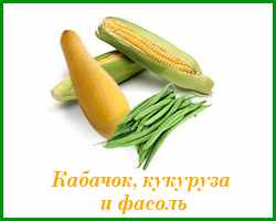 кабачки, кукурузу и фасоль можно сажать вместе