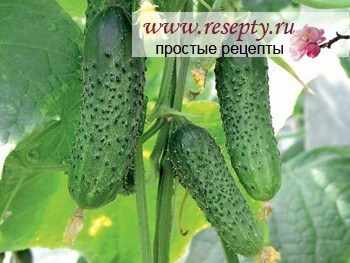 Советы выращивания огурцов