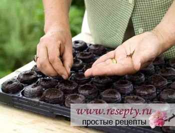 Когда сажать рассаду?