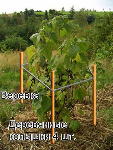 подвязка черной смородины фото
