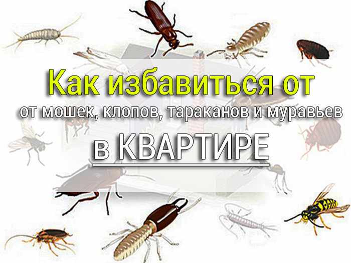Как избавиться от мошек, клопов, тараканов и муравьев из квартиры