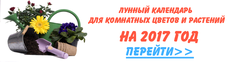 лунный календарь для комнатных цветов и растений