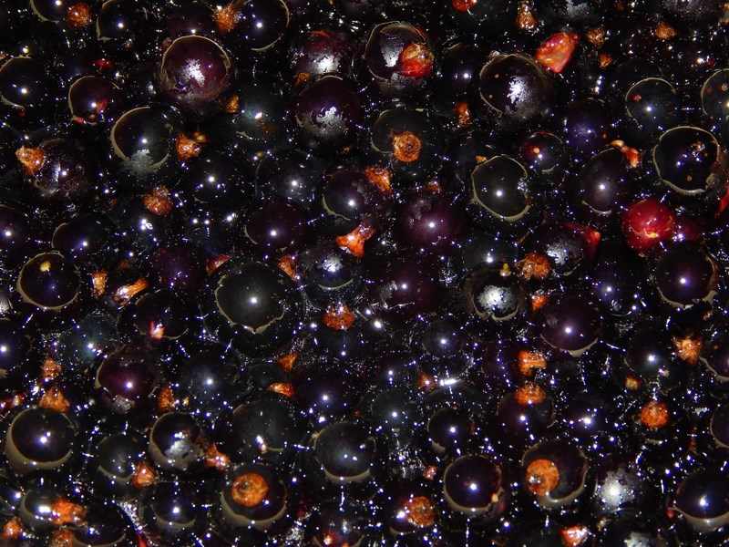 варенье из черной смородины