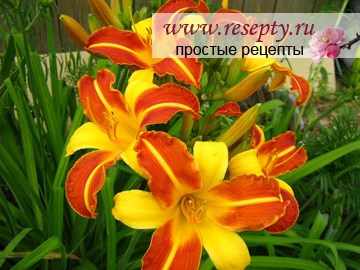 сорт лилейников америкен революшен