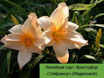 Стейджкоуч (Stagecoach) лилейник