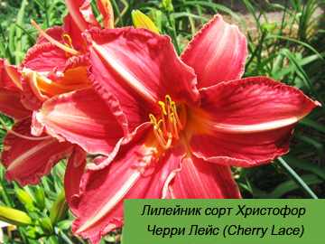 Черри Лейс (Cherry Lace) лилейник
