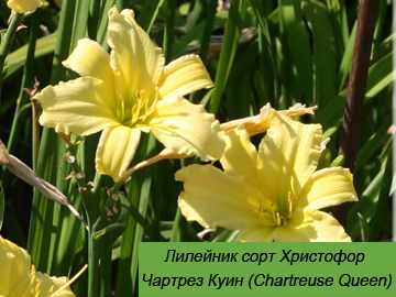 Чартрез Куин (Chartreuse Queen) лилейник