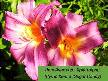 Шугар Кенди (Sugar Candy) лилейник