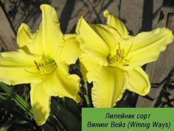 лилейник Вининг Вейз (Winnig Ways) фото лилейник Вининг Вейз (Winnig Ways)