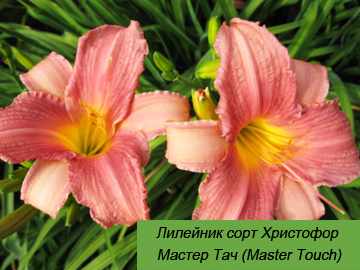 Мастер Тач (Master Touch) лилейник