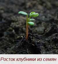 фото клубники из семян