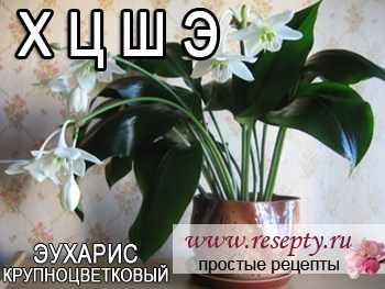 Таблица комнатных растений. "Х" "Ц" "Ш" "Э"