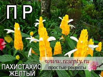 Таблица комнатных растений. "П" "Р"