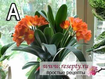 Таблица комнатных растений. "А"