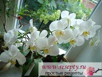 Календарь ухода за комнатными растениями