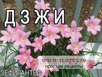 Таблица комнатных растений. "Д" "Ж" "З" "И"