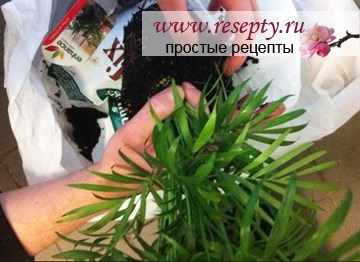 Пересадка комнатных цветов.